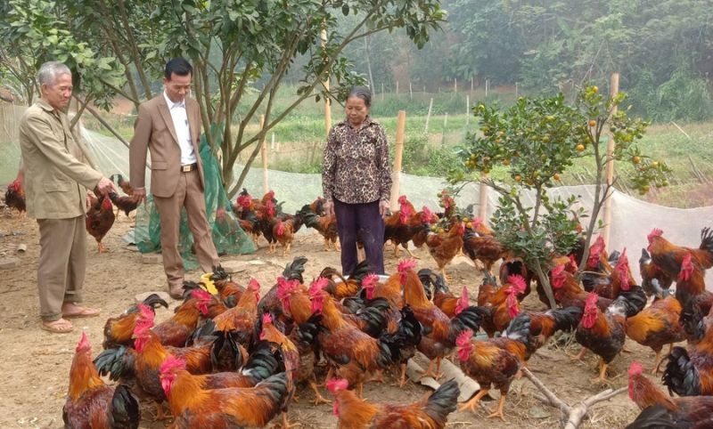 Gà leo đồi tươi – Câu chuyện về một loại gia cầm đầy tiềm năng