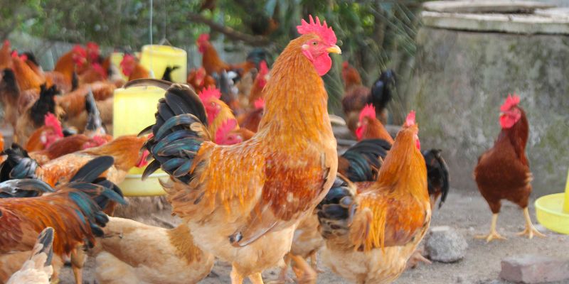 hướng dẫn kỹ thuật nuôi gà mía sơn tây